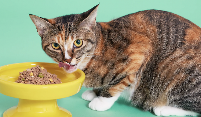 사진출처=캣푸드 기업 유니암.