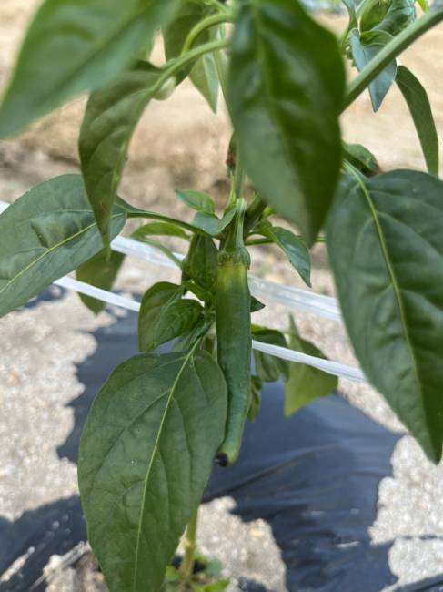 ▲ 심은 지 26일 만에 고추가 열매를 맺었다. 지지대가 있어야 할만큼 성장했다.  이채윤