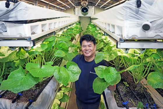 Dream Farm CEO Park Hyang-jin poses with wasabi leaves in a smart farming “cube” where wasabi is cultivated in a human-free, app-controlled environment, on April 3 in Sacheon, South Gyeongsang. [PARK SANG-MOON]