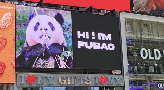 또다른 팬 커뮤니티 '바오패밀리 갤러리'가 제작한 푸바오 영상이 뉴욕 타임스퀘어에 위치한 'I LOVE NY' 기프트샵 상가 전광판에 송출됐다. 사진 바오패밀리 갤러리