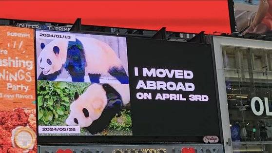 또다른 팬 커뮤니티 '바오패밀리 갤러리'가 제작한 푸바오 영상이 뉴욕 타임스퀘어에 위치한 'I LOVE NY' 기프트샵 상가 전광판에 송출됐다. 사진 바오패밀리 갤러리