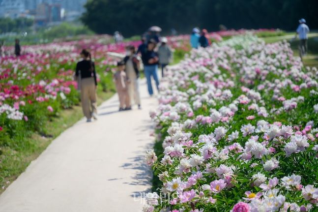 태화강 국가정원은 꽃 축제가 한창이다. 6월에는 태화강 마두희 축제, 장생포 수국축제 등이 열리니 태화강을 중심으로 축제를 즐기는 것도 하나의 방법이다. ⓒ데일리안 배군득 기자