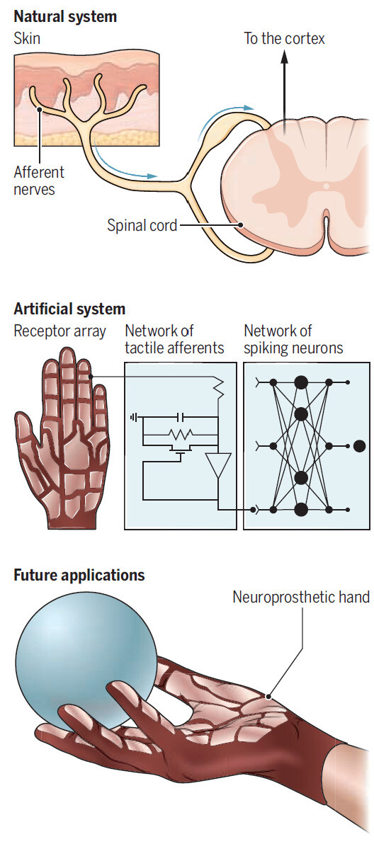 인간의 촉각(위)을 모방해 아날로그 촉각 신호를 전기 펄스로 변환하고 신경네트워크가 그 패턴을 인식해 물체를 식별하는 인공촉각시스템(가운데)이 개발됐다. 이 시스템은 사지가 마비되거나 절단된 사람뿐 아니라 에이아이(AI)로봇에게도 적용할 수 있을 것으로 보인다(아래). ‘사이언스’ 제공