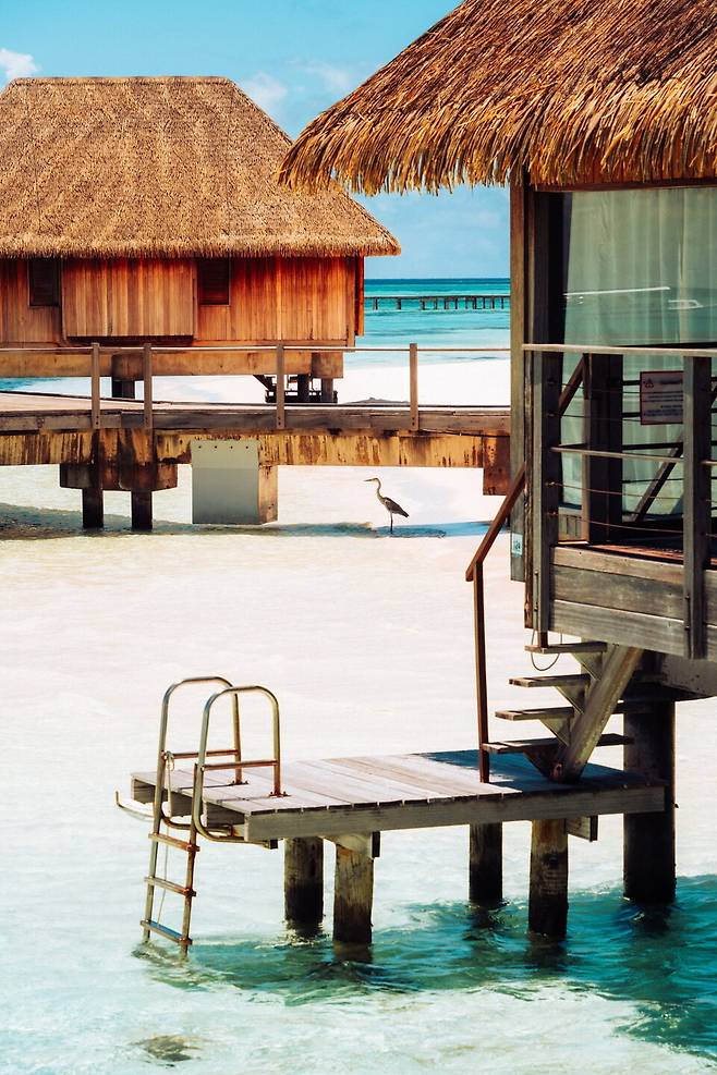 테라스에서 찍은 왜가리. 어딜 보는 걸까