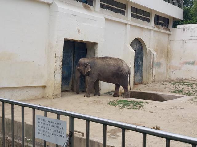 국내 최고령 코끼리인 대구 달성공원 코순이가 방사장을 산책한 뒤 내실로 들어가고 있다. 코순이는 55세다. 대구=정인효기자