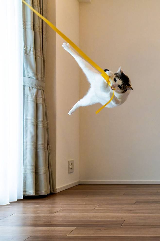 2024 웃긴 반려동물 사진전 인기상 Kazutoshi Ono '타잔이냥'/The Comedy Pet Photography Awards 2024