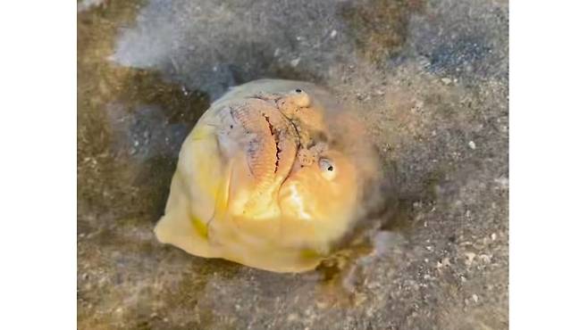 싱가포르에서 발견된 '긴 코 스타게이저' (사진, untamed_paths 인스타그램)