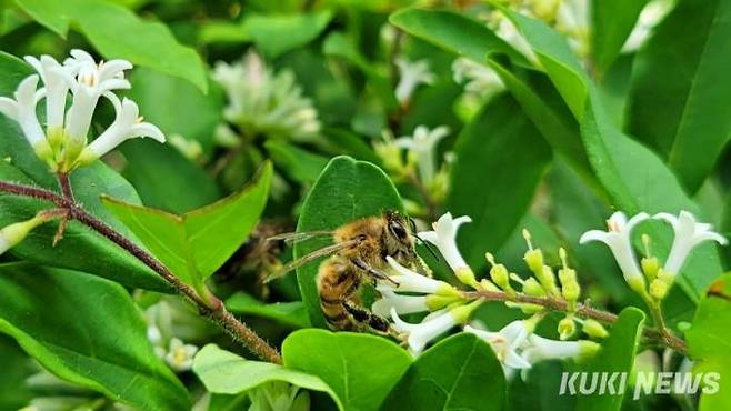 서울 도심 내 핀 꽃에서 꿀벌이 꽃꿀을 먹고 있다. 사진=김건주 기자