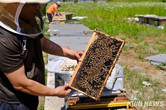 지난 5일 경기도 의왕시에서 양봉원을 운영하는 장성범(57) 한국양봉협회 경기지회 사무국장은 꿀벌의 집단 실종 등으로 벌통이 180여개에서 30개까지 줄었다고 말했다. 사진은 꿀벌이 붙은 벌집. 사진=김건주 기자&nbsp;