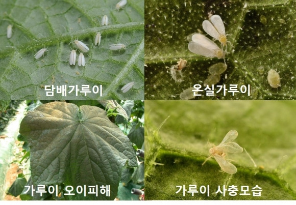 시설재배 농가의 골칫거리 ‘가루이’. 충남도 제공