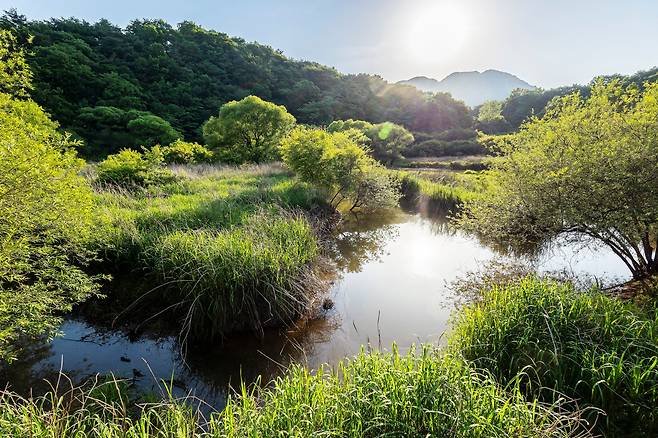 지난 2월 2일 우리나라 25번째 람사르습지로 지정된 '문경 돌리네 습지'. 여름에 들어서면서 왕성하게 호흡하는 습지의 생태를 관찰할 수 있다. / 양수열 영상미디어 기자