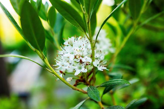 탐방 초소 초입에서 만난 희귀종 '꼬리진달래'. 김한웅 자연환경해설사는 "7월까지 볼 수 있다"고 했다. / 양수열 영상미디어 기자