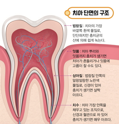 치아의 단면구조. 게티이미지뱅크 제공 