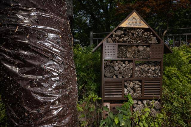봉산 전망대 인근에 설치된 '곤충호텔' 모습. '무분별한 농약 사용에 시달리는 곤충들의 대피소입니다'라는 시설 설명문과는 대조적으로 이 호텔 바로 옆 나무 두 그루에는 벌레를 무작위로 포획하는 '끈끈이롤트랩'이 감겨 있다. 현장에서 이를 본 성민규 생명다양성재단 연구원은 "사람들이 사는 아파트 입구에 지뢰 지대를 설치한 것과 같은 격이다"라고 설명했다.