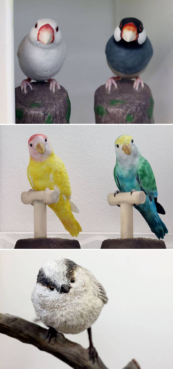 백문조와 흑문조, 모란앵무, 오목눈이 (위부터)