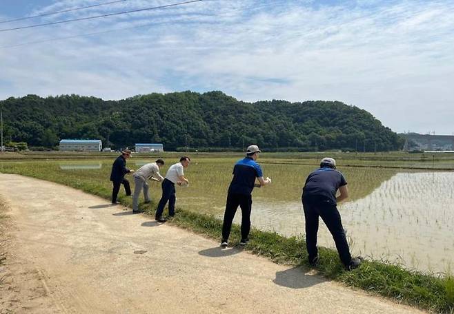 [천안=뉴시스] 천안시와 대원강업(주)가 환경 벼 재배 농가 논에 우렁이 종패를 방사하고 있다. 천안시 제공 *재판매 및 DB 금지