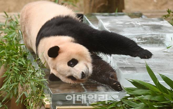 지난해 8월24일 경기도 용인시 에버랜드 판다 월드에서 건강하게 여름을 지낸 꼬마 판다 푸바오가 사육사들이 준비한 얼음 평상에서 즐거운 시간을 보내고 있는 모습(사진=뉴시스).