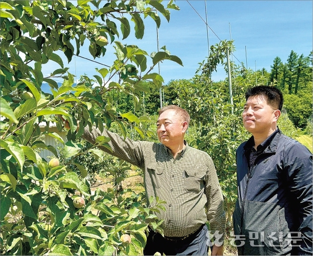 윤성준 대구경북능금농협 영주농산물산지유통센터장(오른쪽)과 농민 엄상돈씨가 ‘홍로’ 사과 생육 상태를 점검하고 있다.