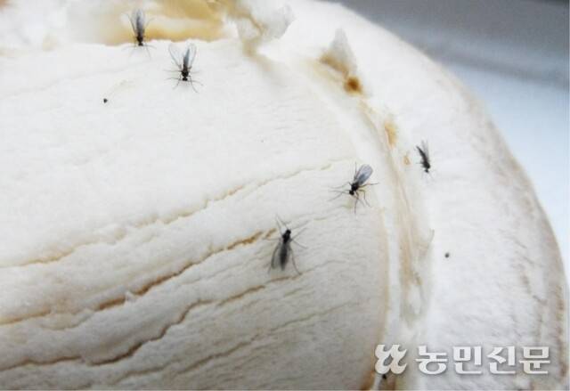 버섯에 달라붙어 있는 버섯파리