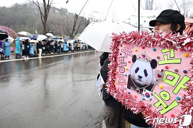 경기 용인시 에버랜드에서 시민들이 중국으로 떠나는 자이언트 판다 '푸바오'를 배웅하기 위해 기다리고 있다. /뉴스1 ⓒ News1 사진공동취재단