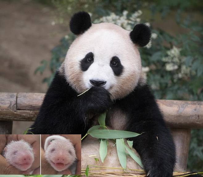 2020년 국내 최초 자연번식으로 태어난 판다 푸바오와 아래는 2023년&nbsp;7월 7일 태어난 푸바오의 쌍둥이 여동생들. 에버랜드 제공