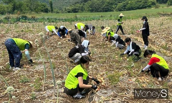 광주대학교와 동신대학교 농촌일손돕기 봉사단은 지난 10일 함평 나산면에서 양파 수확 작업을 하고 있다/사진=광주대학교 제공.