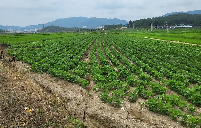 전략작물 직불금-장성 논콩 재배단지. 전라남도 제공