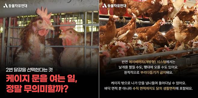 동물자유연대는 개방형 케이지도 닭의 복지를 단계적으로 개선하는 길이란 취지의 입장을 냈다. (동물자유연대 제공) ⓒ 뉴스1