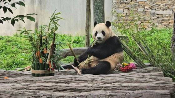 지난 4월 3일 중국에 반환된 자이언트판다 '푸바오'가 71일 만인 12일 쓰촨성 판다기지에서 대중에 공개됐다. 푸바오는 이날 오전 9시39분(현지시간) 쓰촨성 워룽중화자이언트판다원(臥龍中華大熊猫苑) 선수핑기지(神樹坪基地) 야외 방사장에 모습을 드러냈다. 워룽=이도성 특파원