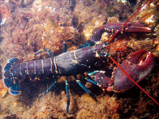 나이가 들어도 성장을 거듭하고 번식력까지 커지는 바닷가재. 비결은 끊임없는 ‘껍질 벗기’(탈피)다.