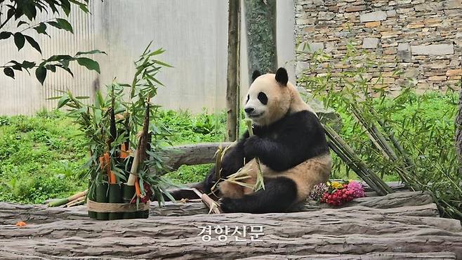 중국 쓰촨성 워룽 선수핑 판다기지가 12일 푸바오를 대중에 공개했다.  베이징특파원 공동취재단