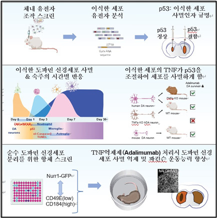 줄기세포 치료제 연구 모식도.[DGIST 제공]