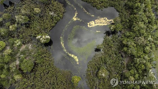 아마존 열대우림 [EPA 연합뉴스 자료사진]