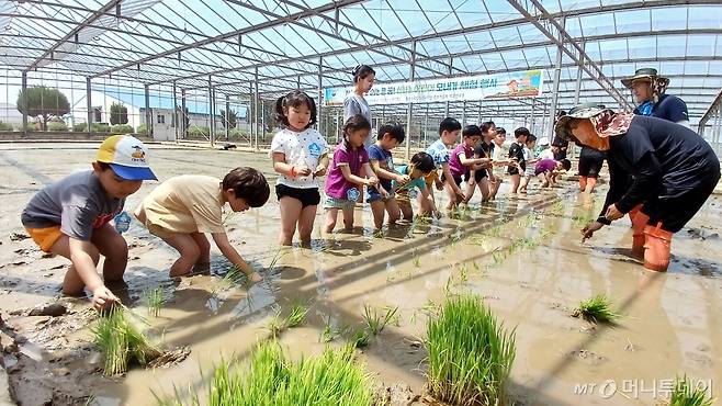 13일 경기 수원시 농촌진흥청 국립식량과학원 중부작물부 작물연구동에서 열린 '작은 손으로 심는 큰 꿈! 신나는 어린이 손 모내기 체험 행사'에서 어린이들이 손 모내기를 하며 활짝 웃고 있다.