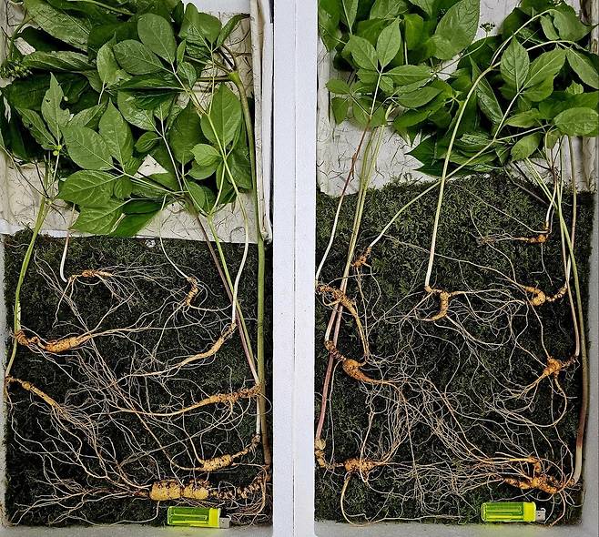 지리산 가족 산삼 [한국전통심마니협회 제공. 재판매 및 DB 금지]