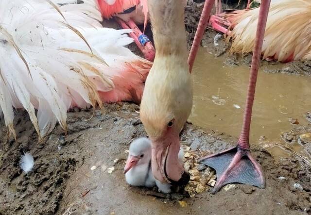 대홍학은 1년에 한 차례 정도 번식하는데, 영국 노퍽주 노리치시의 펜스솔프 보호구역에에서도 최근 올해 들어 첫 번째 알이 부화했다. 사진은 거트루드가 아닌 다른 홍학이 새끼를 돌보는 모습. 펜스솔프 보호구역