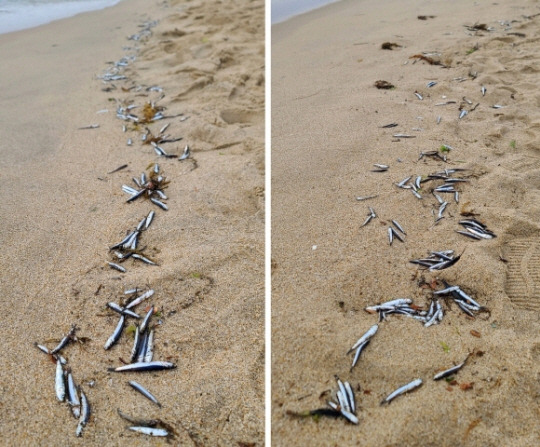 경포해변에 밀려 나와 죽은 멸치 떼. 연합뉴스