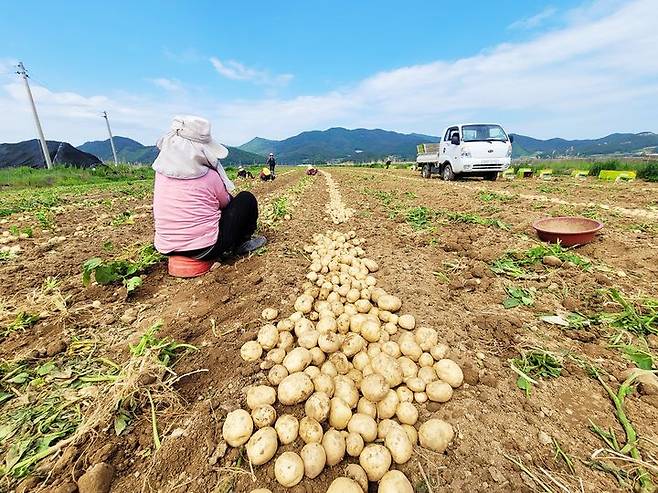 [보성=뉴시스] 햇감자 수확 중인 전남 보성군 회천면 농민. (사진=보성군 제공) 2024.06.14. photo@newsis.com  *재판매 및 DB 금지