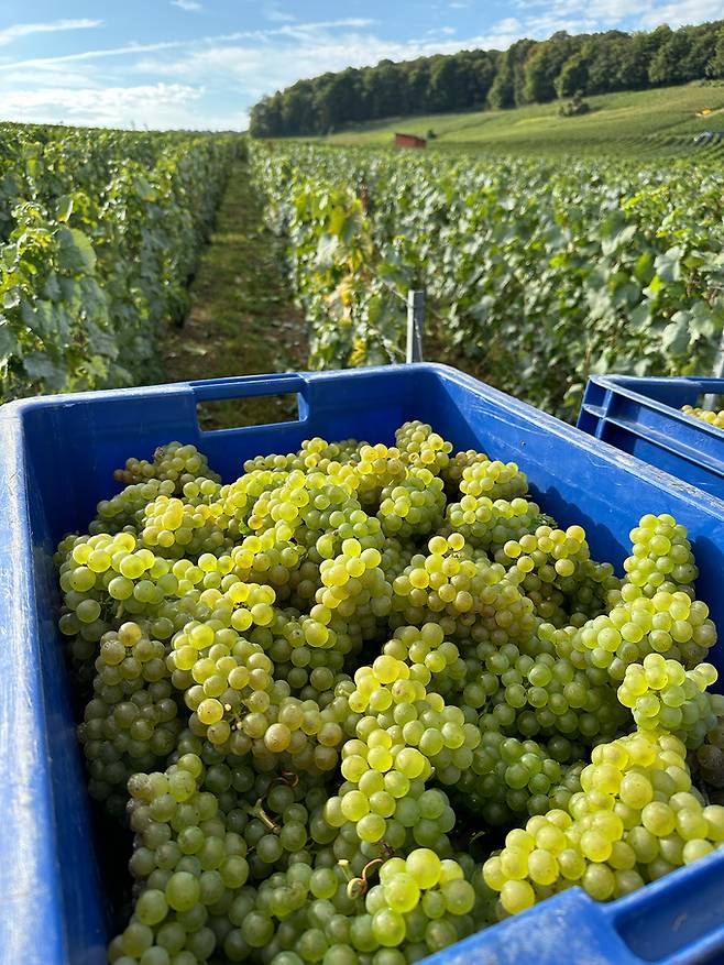 롬바흐 샤르도네 수확.