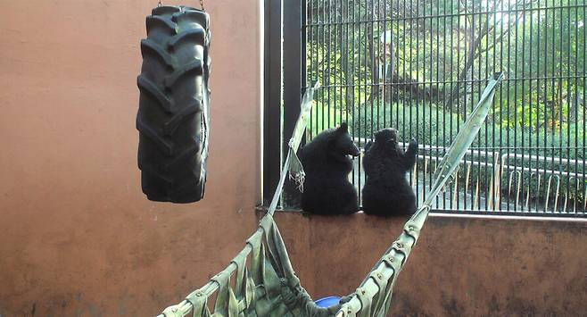 경기 여주시의 곰 농장에서 구조된 반달곰 ‘킹’과 ‘콩’은 청주동물원에서 지내게 된다. 시네마 달 제공.