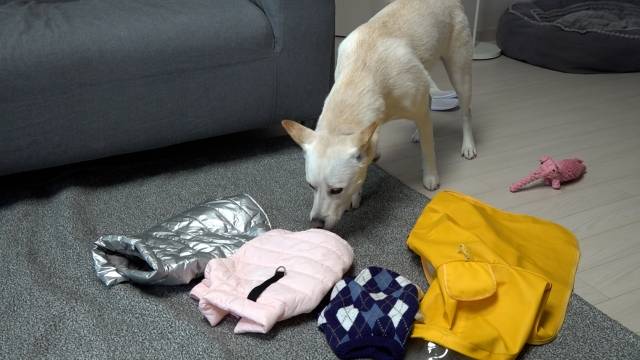 떡국이가 2개월 때 입었던 옷이 거실에 놓여져 있다. 현재 16kg이 된 떡국이가 자신이 예전에 입었던 옷의 냄새를 맡고 있는 모습. 최민석 기자