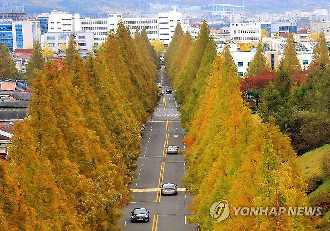 경남 창원시 명물 용지동 가로수길 [창원시 제공. 재판매 및 DB 금지]