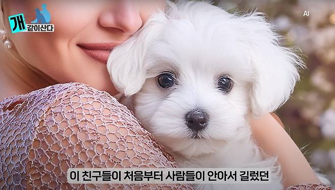 심용희 수의사가 유튜브 채널 '개만족'에 출연해 반려견 품종별 특징과 유래 등을 설명했다. (개만족 유튜브 갈무리) ⓒ 뉴스1