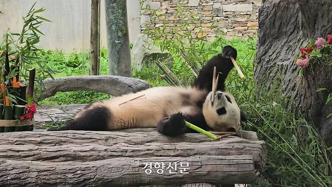 중국 쓰촨성 청두시 워룽 중화 자이언트 판다원 선수핑 기지에서 12일 푸바오가 누워서 대나무를 먹고 있다. 베이징특파원 공동취재단