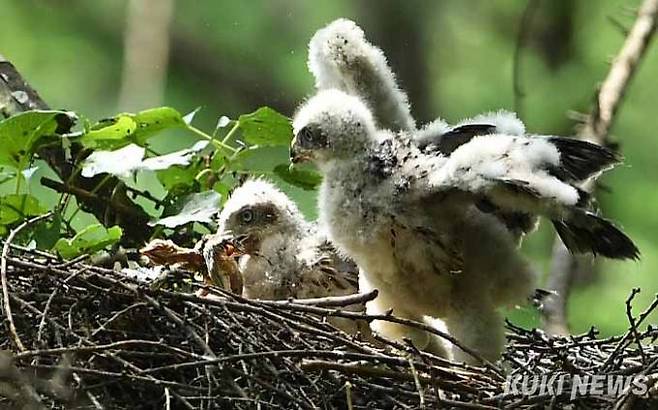 '형, 맛있겠다'12일 오전, 어미참매가 다른 둥지에서 잡아온 부드러운 먹잇감을 맛나게 먹자 동생이 부러운 눈으로 바라보고있다.
