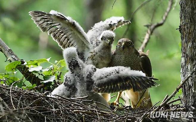 '형한테 덤비면 안된다'어미참매가&nbsp; 동생에게 형하고 싸우다가 잘 못하면 죽을 수도 있다면서 형한테 덤비지말라고 주의를 주고 있다.