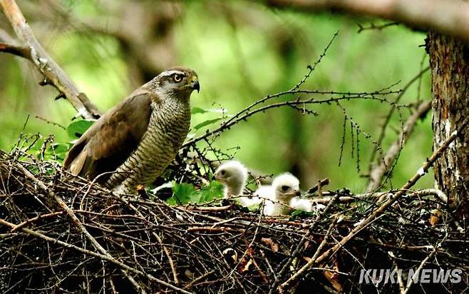 태어난지 얼마되지 않아 목화송이처럼 하얀 참매 새끼를 어미가 보살피고 있다.