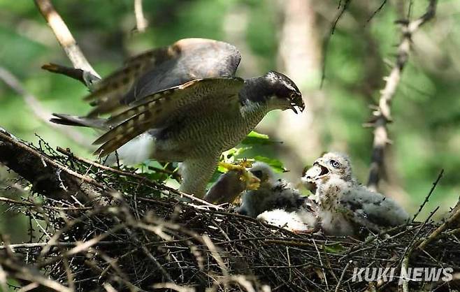 '아빠 사냥 실력이 어때'12일 아침, 참매 수컷이 두더지를 잡아 새끼들이 먹기 어려운 목을 잘라내고 새끼들 앞에 먹이를 놓아주고 있다.&nbsp;&nbsp;