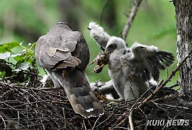 '엄마 감사해요'어미 참매가 인근 되지빠귀 둥지에서 새끼를 잡아와 둥지에 놓아주자 힘센 참매 새끼가 먹잇감을 덥석 물고 있다.