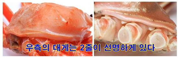 대게와 홍게 구분. 네이버 블로그 <낚만지월>